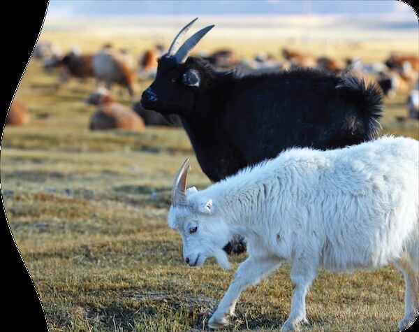 Silky Cashmere from small, free-ranging Kashmir goat flocks on the steppes of Mongolia, tended by nomads after the pattern of centuries.