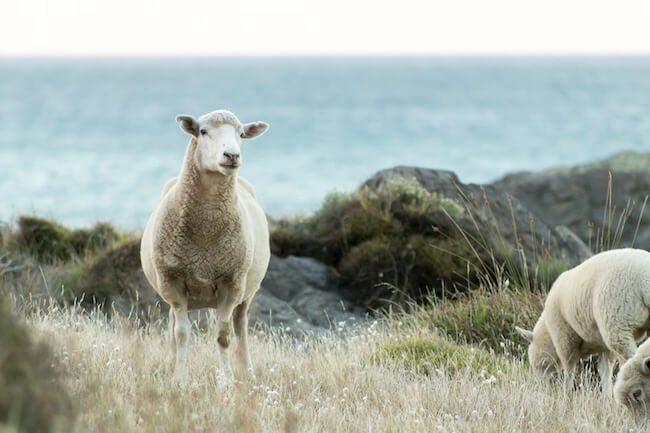 New Zealand Sheep on a hillside